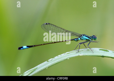 gemeinsamen Ischnura, blau-tailed Damselfly (Ischnura Elegans), auf Blatt, Deutschland Stockfoto