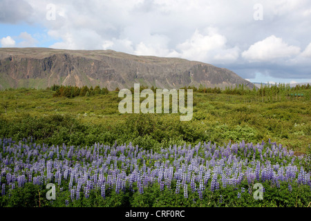 Nootka Lupine, Alaska Lupine (Lupinus Nootkatensis), Landschaft auf Island, Island, Suedisland Stockfoto