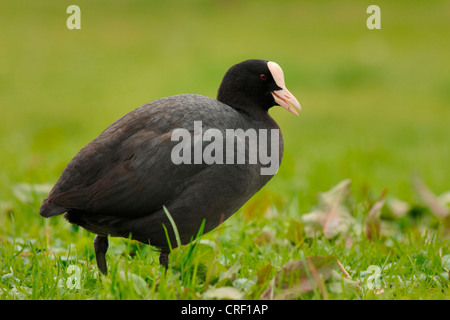 schwarzen Blässhuhn (Fulica Atra), auf Wiese, Deutschland Stockfoto