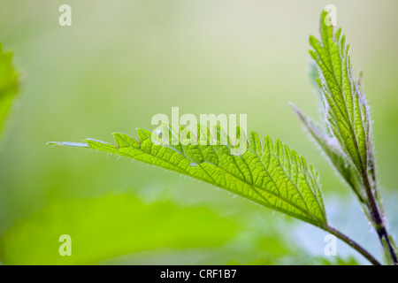 Brennnessel (Urtica Dioica), ergeben sich mit Blättern, Deutschland, Baden-Württemberg Stockfoto