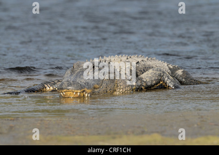 Amerikanischer Alligator im Alachua Waschbecken, Paynes Prairie State Preserve, Gainesville, Florida Stockfoto