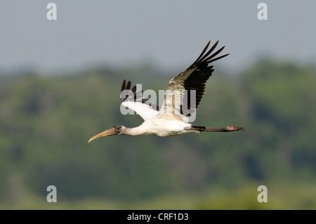 Juvenile Holz Storch im Flug, Paynes Prairie Zustand zu bewahren, Gainesville, Florida Stockfoto