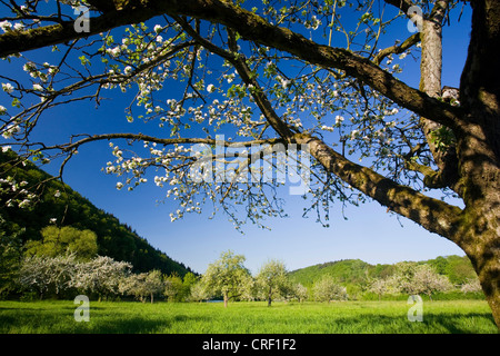 Apfelbaum (Malus Domestica), blühende Bäume auf Obstwiese Baum, Deutschland, Baden-Württemberg Stockfoto