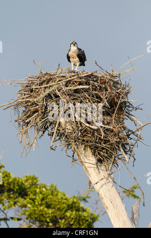 Eine juvenile Osprey wacht über seine Eltern Verschachtelung Territorium, Lovers Key State Park, Fort Myers Beach, Florida Stockfoto