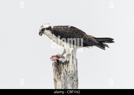 Fischadler ernähren sich von Fisch zu fangen, Lovers Key State Park, Fort Myers Beach, Florida Stockfoto