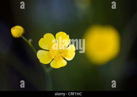 hohen Butterblume, aufrechte Wiese Crowfoot (Ranunculus Acris), Blume, Deutschland, Baden-Württemberg Stockfoto