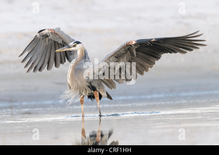 Great Blue Heron Flügel dehnen, Estero Lagune, Fort Myers Beach, Florida Stockfoto