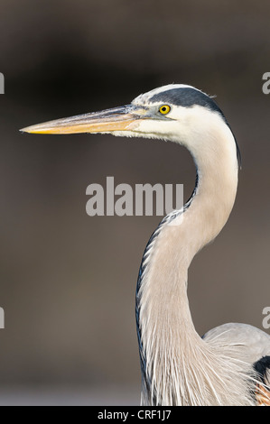 Great Blue Heron Kopf Closeup, Estero Lagune, Fort Myers Beach, Florida Stockfoto
