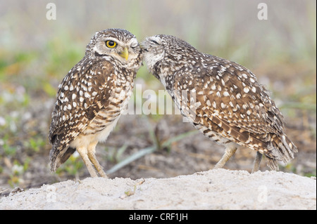 Florida-Kanincheneule paar Sitzstangen auf Burrow, Cape Coral, Florida Stockfoto