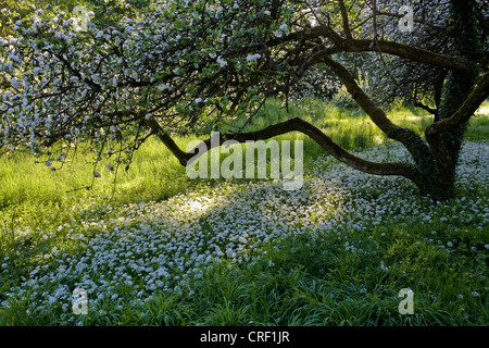 Bärlauch (Allium Ursinum), unter blühenden Apfelbäumen, Deutschland, Baden-Württemberg Stockfoto