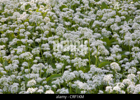 Bärlauch (Allium Ursinum), blühend, Deutschland, Baden-Württemberg Stockfoto