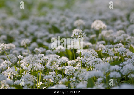 Bärlauch (Allium Ursinum), blühend, Deutschland, Baden-Württemberg Stockfoto