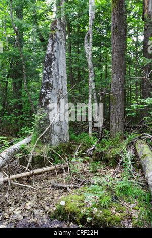 Standort der Matson Flooring Company entlang der verlassenen Gordon Pond Railroad in North Lincoln, New Hampshire USA. Stockfoto