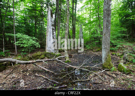 Standort der Matson Flooring Company entlang der verlassenen Gordon Pond Railroad in North Lincoln, New Hampshire USA. Stockfoto