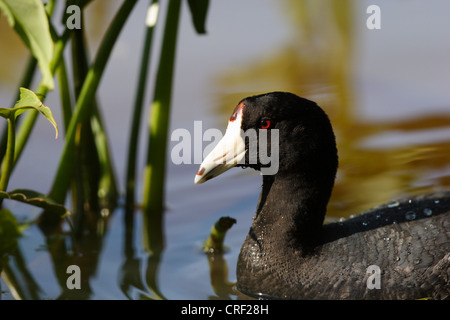 Amerikanisches Blässhuhn am niederländischen Lücke Wildlife Conservation Area am James River-Chester, Virginia Stockfoto