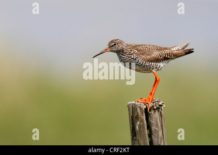 gemeinsamen Rotschenkel (Tringa Totanus), stehend auf einem Pfosten, Schweden, Oeland Stockfoto