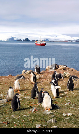 Landschaft am Antarktis Pinguine, Antarktis, Chile Stockfoto