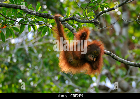 Bornean Orang-Utans (Pongo Pygmaeus Pygmaeus), Baby, Indonesien, Borneo, Tanjung Puting Nationalpark Stockfoto