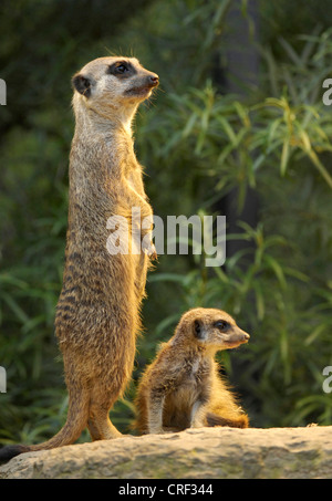 Suricate, schlank-tailed Erdmännchen (Suricata Suricatta), mit Welpen Stockfoto