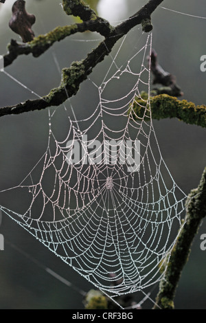 Orbweavers (Araneidae), Orweaver net mit Morgentau Stockfoto