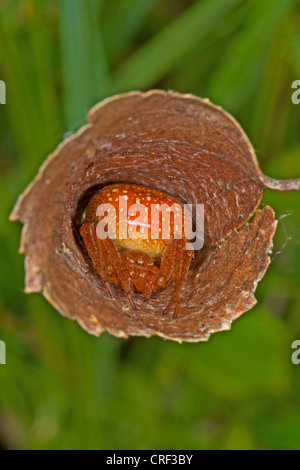 Erdbeer-Spinne (Araneus Alsine), in seinem Versteck, einem aufgerollten Blatt Stockfoto