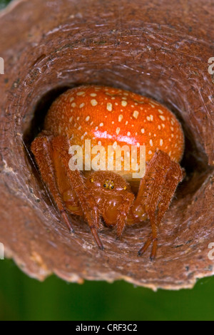 Erdbeere Spider (Araneus Alsine), in seinem Versteck, einem aufgerollten Blatt Stockfoto