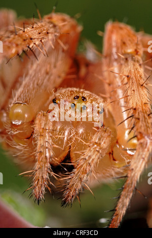 Orbweaver, Europäische Kreuzspinne Kreuz Spinne (Araneus Diadematus) überqueren, Nahaufnahme von einer Frau Stockfoto