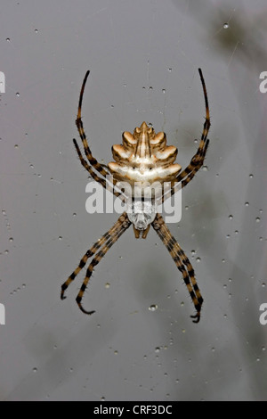 Wasp Spider (Argiope Lobata), in seiner Spinnennetz hängen Stockfoto