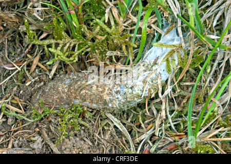 Geldbörse-Web-Spiderpurse-Web-Spider (Atypus Piceus), Trichter-Falle Stockfoto