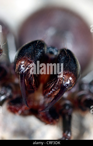 Geldbörse-Web-Spider (Atypus Piceus), Weiblich, bedrohliche Haltung Stockfoto