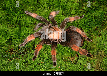 Mexikanische Redleg Vogelspinne (Brachypelma Emilia), Ansicht von oben Stockfoto