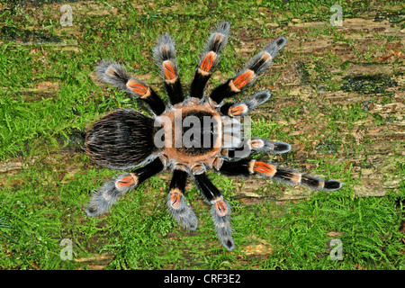 Mexican Redknee Vogelspinne (Brachypelma Smithi), Ansicht von oben Stockfoto