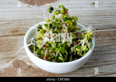 Radieschen (Raphanus Sativus), japanischer Rettich, Rosenkohl in eine Schüssel geben Stockfoto