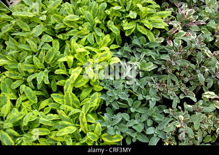 gemeinsamen Salbei, Küche-Salbei (Salvia Officinalis 'Icertina', Salvia Officinalis Icertina), Pflanzen in einer Gärtnerei herb Stockfoto