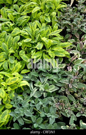 gemeinsamen Salbei, Küche-Salbei (Salvia Officinalis 'Icertina', Salvia Officinalis Icertina), Pflanzen in einer Gärtnerei herb Stockfoto