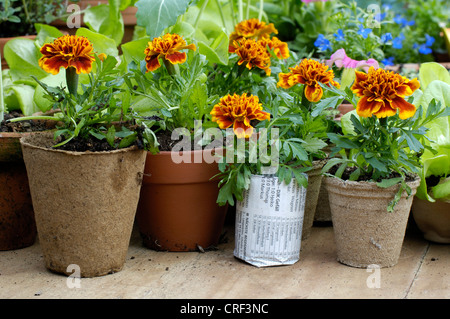 Französische Ringelblume (Tagetes Patula), im Frühjahr Zucht Stockfoto