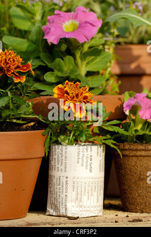 Französische Ringelblume (Tagetes Patula), Jungpflanzen, Tagetes in Töpfen Stockfoto