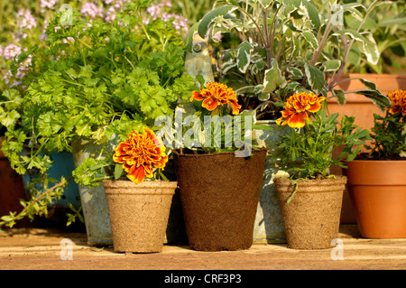 Französische Ringelblume (Tagetes Patula), Jungpflanzen, Tagetes in Töpfen Stockfoto