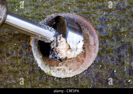 Shiitake (Lentinula Edodes), Vorbereitung für Pilz Zucht Bohrung in einem Koffer Stockfoto