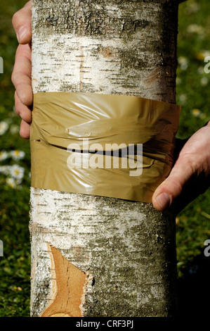 Shiitake (Lentinula Edodes), Vorbereitung für Pilz Zucht, Substrat der Inbetriebnahme eines Birke Stammes, Shiitake beimpft Stelle mit Klebeband verschlossen Stockfoto