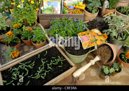 Französische Ringelblume (Tagetes Patula), Tagetes Aussaat Stockfoto