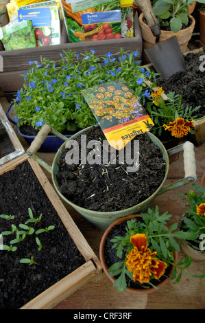 Französische Ringelblume (Tagetes Patula), Tagetes Aussaat Stockfoto