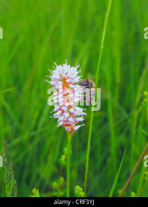 Gemeinsamen cm, Wiese cm (Polygonum Bistorta, Bistorta Officinalis, Bistorta major, Persicaria Bistorta), blühende mit Honig Biene, Deutschland, Bayern Stockfoto