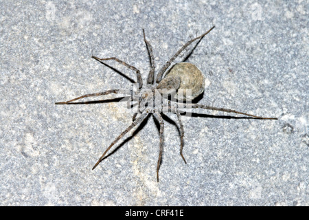 Wolfspinne, Boden Spinne (Pardosa Wagleri), Weibchen mit Kokon Stockfoto