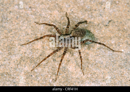 Wolfspinne, Boden Spinne (Pardosa Lugubris), Weibchen mit Kokon Stockfoto