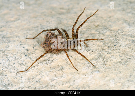 Wolfspinne, Boden Spinne (Pardosa Lugubris), Weibchen mit Jungtieren Stockfoto