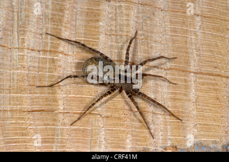 Wolfspinne, Boden Spinne (Pardosa Lugubris), Weibchen mit Jungtieren Stockfoto