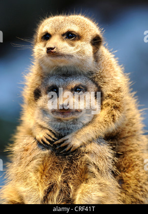 Suricate, schlank-tailed Erdmännchen (Suricata Suricatta), zwei Personen, umarmen Stockfoto