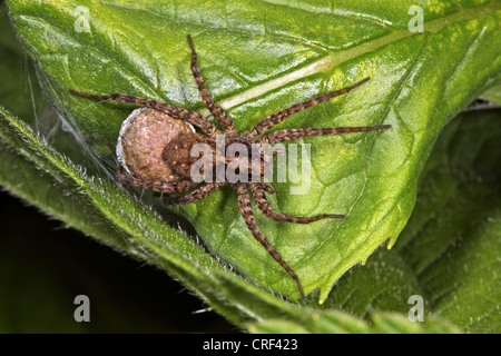 Wolfspinne, Boden Spinne (Pardosa Amentata), Weibchen mit Kokon Stockfoto