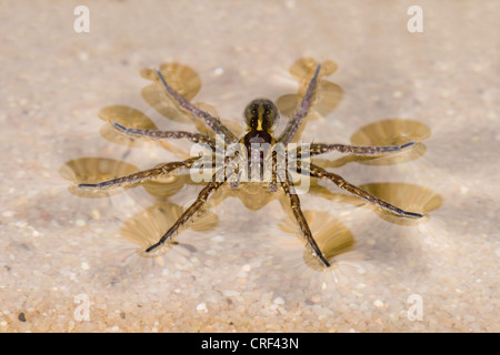 fimbriate Angeln Spinne (Dolomedes Fimbriatus), zu Fuß auf der Wasseroberfläche Stockfoto